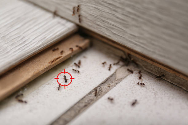 Trusted Plains, MT Pest Control Experts