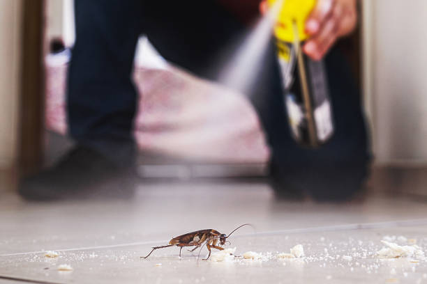Best Rodent Control Near Me  in Plains, MT