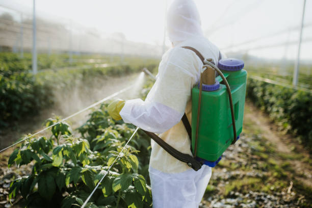 Best Termite Control Services  in Plains, MT